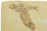 Limestone with Two Fossil Fish (Knightia) - Wyoming #363818-1